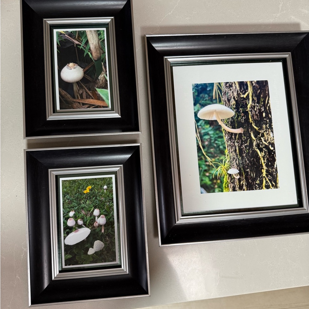 Set of 3 Photo Frames Black Wood Grain Silver Trim Cute Removable Mushroom Pics